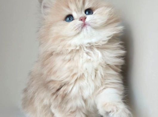Dünya Güzeli Ay Golden British Longhair görsel
