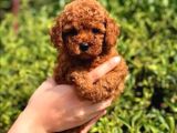 ORJİNAL IRK GARANTİLİ TOY POODLE
