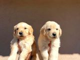 Baby face golden retriever