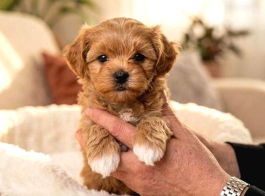 MALTİPOO CİNSİ YAVRULAR EV ÜRETİMİ