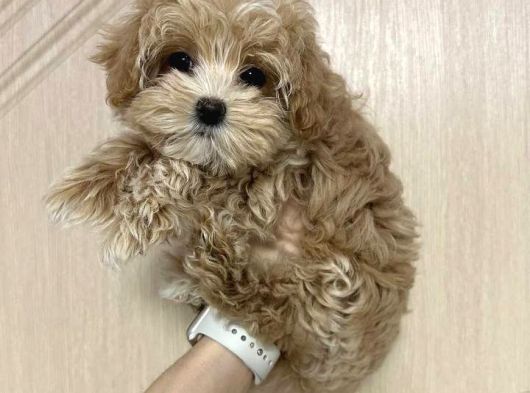 Malti̇poo Ci̇nsi̇ Yavrular Ev Üreti̇mi̇ görsel