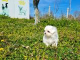 Miniboy Kore Kanı Maltese Bebekler -- Sun Kennels