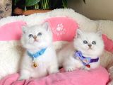 Show Kalite Maviş Point British Shorthair Bebeklerim