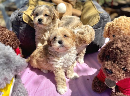 Teacup Boy Malti̇poo  Kg Garanti̇li̇ görsel