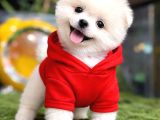 Ayicik Surat Pomerani̇an Boo Ruhsatlı Işletmeden