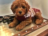 A Kalite Ev Üretimi Toy Poodle Yavrular