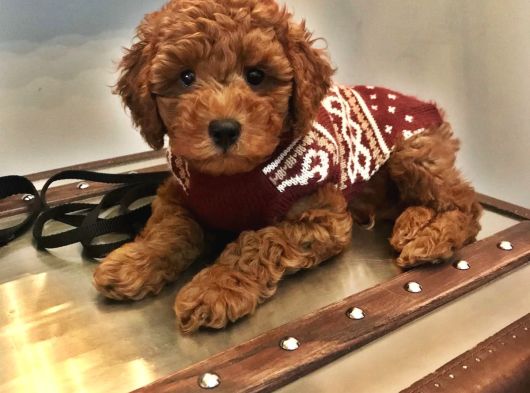 A Kalite Ev Üretimi Toy Poodle Yavrular görsel