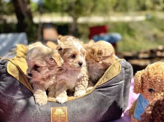 TEACUP BOY MALTİPOO  KG GARANTİLİ