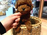 Kore Toy Poodle Ruhsatlı Işletmeden