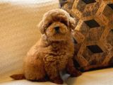 Tea Cup  Orji̇nal Toy Poodle Yavrulari