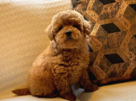 Tea Cup  Orji̇nal Toy Poodle Yavrulari görsel