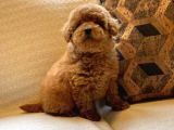 Tea Cup  Orji̇nal Toy Poodle Yavrulari