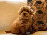 Tea Cup  Orji̇nal Toy Poodle Yavrulari