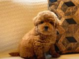Tea Cup  ORJİNAL Toy Poodle Yavrulari