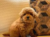 Tea Cup  Orji̇nal Toy Poodle Yavrulari