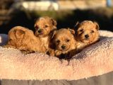 Korea  Maltipoo Teacup  Ci̇ş Egi̇ti̇mli̇ Aşili Bebekler