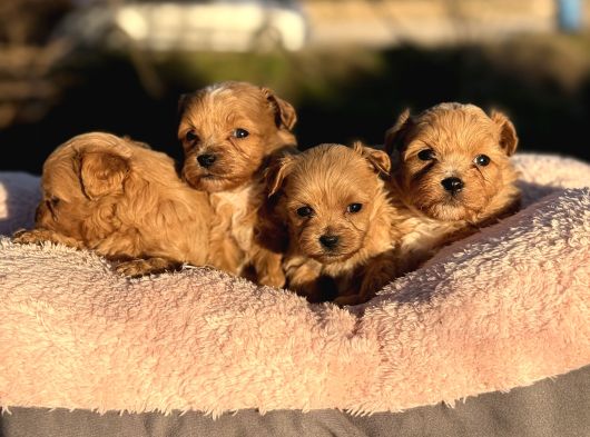 Korea  Maltipoo Teacup  Ci̇ş Egi̇ti̇mli̇ Aşili Bebekler görsel