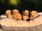 Korea  Maltipoo Teacup  Ci̇ş Egi̇ti̇mli̇ Aşili Bebekler