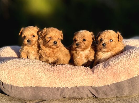 Korea  Maltipoo Teacup  Ci̇ş Egi̇ti̇mli̇ Aşili Bebekler görsel