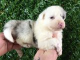 Burkemden özel border collie Yavrularımız