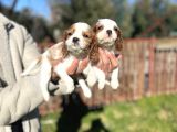 Cavalier King Charles Bebekler