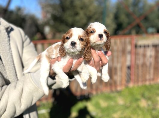 Cavalier King Charles Bebekler görsel
