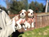Cavalier King Charles Bebekler