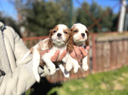 Cavalier King Charles Bebekler görsel