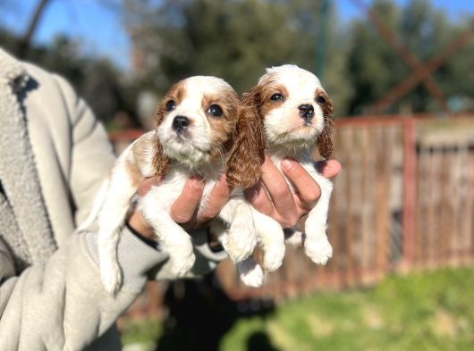 Cavalier King Charles Bebekler