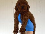 A Kali̇te Toy Poodle Yavrularimiz