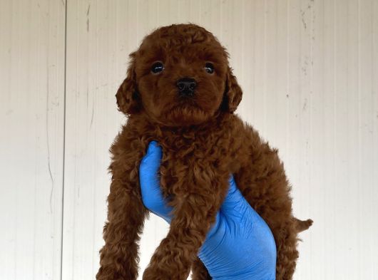 A Kali̇te Toy Poodle Yavrularimiz
