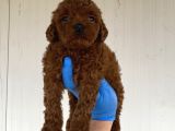 A Kali̇te Toy Poodle Yavrularimiz