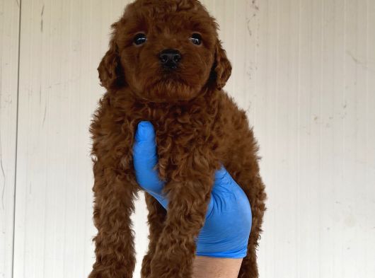 A Kali̇te Toy Poodle Yavrularimiz görsel