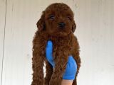 A Kali̇te Toy Poodle Yavrularimiz