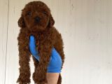 A Kali̇te Toy Poodle Yavrularimiz
