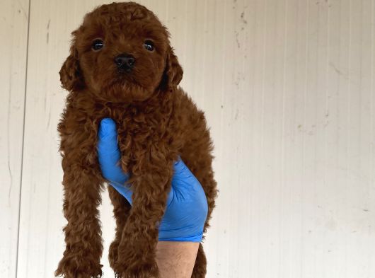 A Kali̇te Toy Poodle Yavrularimiz görsel