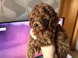 Ev Doğumu Poodle Bebekler