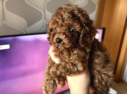 Ev Doğumu Poodle Bebekler görsel