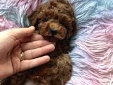 Ev Doğumu Poodle Bebekler