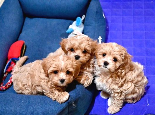 Dünya Tatlisi Malti̇poo Yavrulari