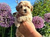 Dünya Tatlisi Malti̇poo Yavrulari