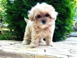 Dünya Tatlisi Malti̇poo Yavrulari