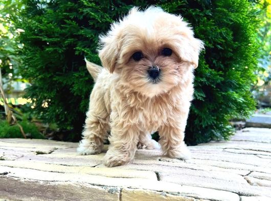 Dünya Tatlisi Malti̇poo Yavrulari görsel