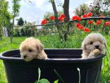 Dünya Tatlisi Malti̇poo Yavrulari