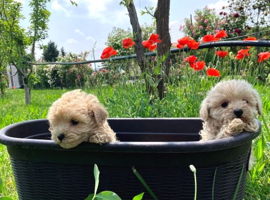 Dünya Tatlisi Malti̇poo Yavrulari görsel