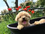Dünya Tatlisi Malti̇poo Yavrulari