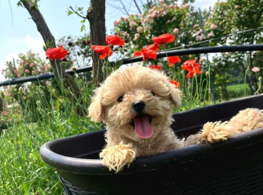 Dünya Tatlisi Malti̇poo Yavrulari görsel