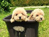 Dünya Tatlisi Malti̇poo Yavrulari