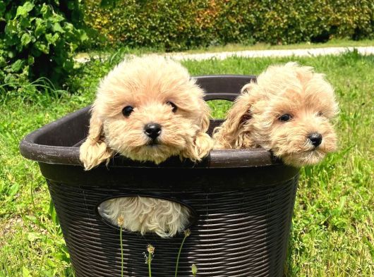 Dünya Tatlisi Malti̇poo Yavrulari görsel