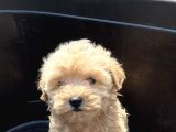 Dünya Tatlisi Malti̇poo Yavrulari